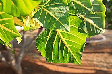 《潜行者2》怪物概念艺术图 看起来好吓人啊！