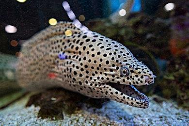 《黑帝斯》iOS版将于2024年推出 Netflix独占